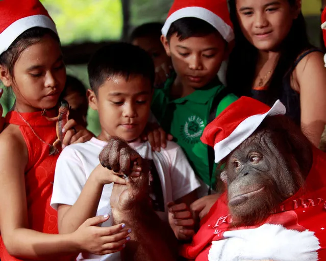 An orangutan, named “Pacquiao”, dressed in a Santa Claus outfit interacts with orphans during the Animal Christmas party at Malabon zoo in Manila, Philippines December 21, 2016. (Photo by Czar Dancel/Reuters)