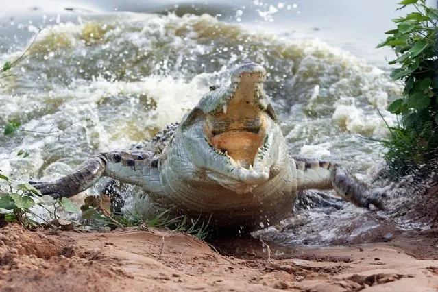 Orinoco Crocodile spotted in Venezuela, on November 26, 2013. (Photo by Getty Images/Age fotostock RM)