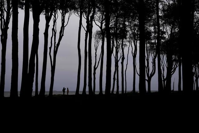 People take pictures at the “Gespensterwald” (Ghost forest) at the Baltic Sea in Nienhagen, Germany, Thursday, October 19, 2023. (Photo by Matthias Schrader/AP Photo)