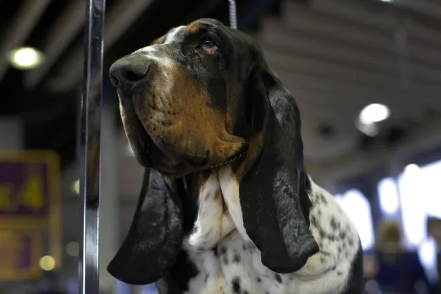 Ace, a Basset Hound from Lithuania, stands in the benching area before judging at the 2016 Westminster Kennel Club Dog Show in the Manhattan borough of New York City, February 15, 2016. (Photo by Mike Segar/Reuters)
