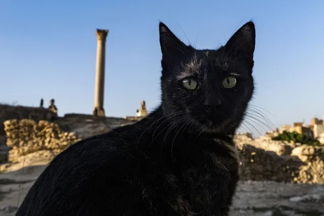A cat looks on near the Victory Pillar at the ruins of the Serapeum of Alexandria, an ancient Greek temple dating to the Ptolemaic and Roman periods (246 BC – 391 AD) dedicated to the city's protector deity Serapis, in Egypt's northern coastal city of Alexandria on November 24, 2023. The giant Corinthian column, commonly misidentified as “Pompey's Pillar”, is a Roman triumphal column set up in honour of the Roman emperor Diocletian (298–302 AD), and originally supported a colossal porphyry statue of the emperor in armour. (Photo by Amir Makar/AFP Photo)