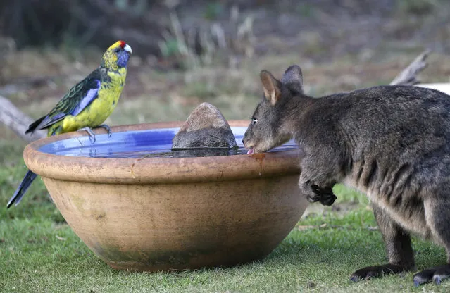 A green rosella and a wallaby, known as a Pademelon, eye off as they drink from a water bowl put out for thirsty wild animals at a back-yard in Kayena, in northern Tasmania, 01 February 2019. Australia recorded its hottest month on record in January; it was also the hottest and driest month on record for the Australian island state of Tasmania. (Photo by Barbara Walton/EPA/EFE)