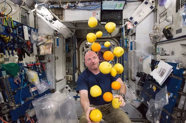 NASA astronaut Scott Kelly corrals the supply of fresh fruit that arrived on the Kounotori 5 H-II Transfer Vehicle (HTV-5.) Visiting cargo ships often carry a small cache of fresh food for crew members aboard the International Space Station. (Photo by NASA)