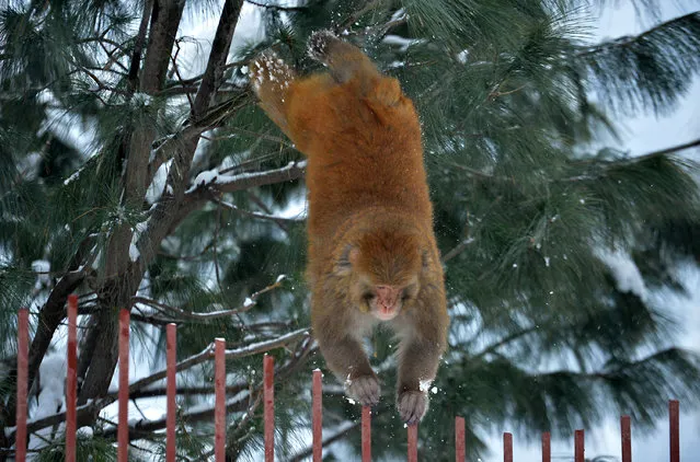 A monkey jumps from a tree following a fresh snowfall in Tangmarg, about 34 kms from Srinagar, India on January 18, 2017. (Photo by Tauseef Mustafa/AFP Photo)