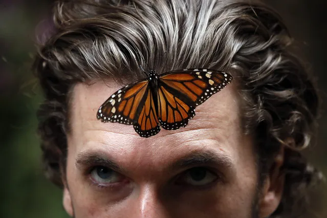 A Monarch butterfly rests on the forehead of a man, at the Amanalco de Becerra sanctuary, on the mountains near the extinct Nevado de Toluca volcano, in Mexico, Thursday, February 14, 2019. The monarch butterfly population, like that of other insects, fluctuates widely depending on a variety of factors, but scientists say the recoveries after each big dip tend to be smaller, suggesting an overall declining trend. (Photo by Marco Ugarte/AP Photo)