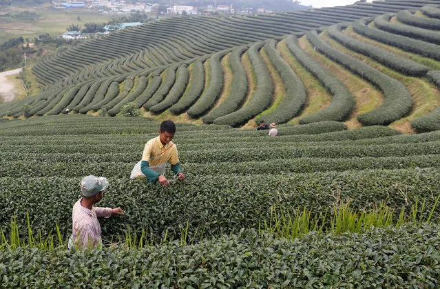 Workers work in a tea leaf plantation at Mong Mao in ethnic Wa territory in north east Myanmar October 1, 2016. (Photo by Soe Zeya Tun/Reuters)