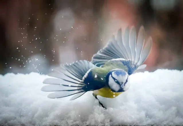 An Eurasian blue tit is seen in the snow in downtown Sofia, Tuesday, January 9, 2024. A yellow alert for low temperatures nationwide and strong north-northeasterly wind in the east of the country was issued by the meteorological service. (Photo by Valentina Petrova/AP Photo)