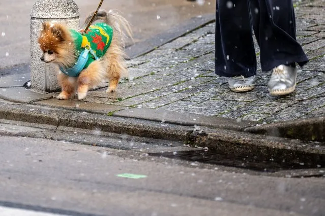 A dog walks on the street as it snows in Kyoto on January 25, 2024. (Photo by Philip Fong/AFP Photo)