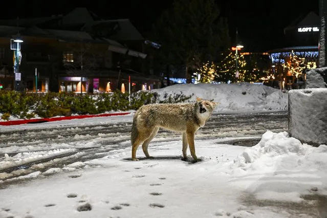 A coyote spotted in a parking lot covered with snow in South Lake Tahoe of California, United States on January 14, 2024. (Photo by Tayfun Coskun/Anadolu via Getty Images)