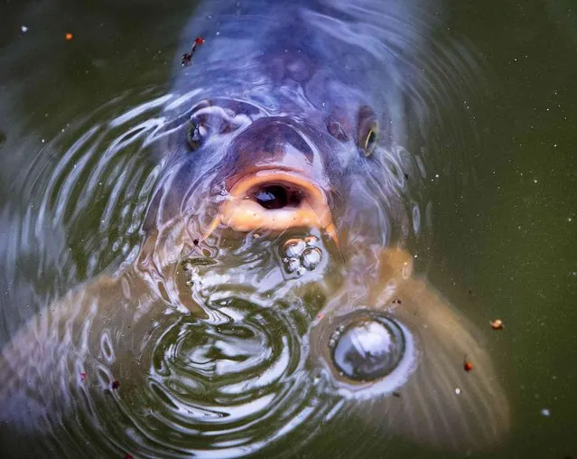 A carp makes bubbles in a pond in a park in Frankfurt, Germany, Thursday, April 4, 2019. (Photo by Michael Probst/AP Photo)