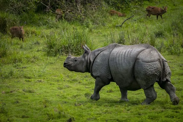 A one-horned rhinoceros runs in Kaziranga national park, in the northeastern state of Assam, India, Sunday, March 27, 2022. The rare one-horned rhinos that roam Kaziranga National Park in northeastern India have been increasing in numbers, thanks to stronger police efforts against poaching and artificial mud platforms that keep the animals safe from floods. (Photo by Anupam Nath/AP Photo)