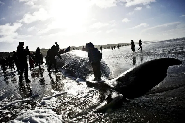 People walk over a beached Sperm Whale at Henne Strand, North of Esbjerg on the Danish West Coast, Denmark, Sunday, Febryary 16, 2014. (Photo by Christer Holte/AP Photo/Polfoto)