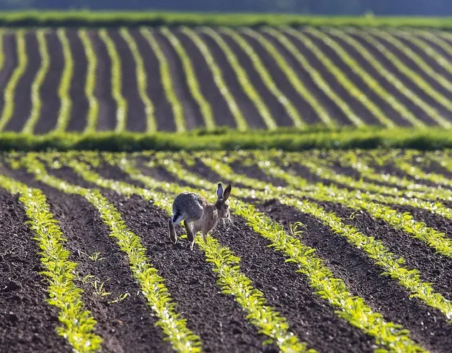 A hare runs along seedlings on an acre in Frankfurt, Germany, Sunday, May 12, 2019. (Photo by Michael Probst/AP Photo)