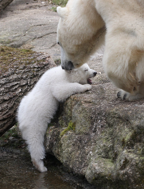 One of the 14 week-old twin polar bear babies is pictured with her mother Giovanna during their first presentation to the media in Hellabrunn zoo on March 19, 2014 in Munich, Germany. (Photo by Alexandra Beier/Getty Images)