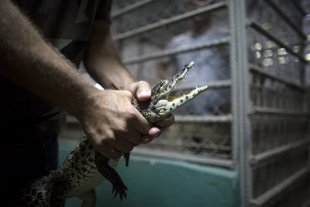 A veterinarian holds a Cuban crocodile (Crocodylus rhombifer), at the National Zoo in Havana, before taking it to Zapata Swamp National Park, June 4, 2015. Ten baby crocodiles have been delivered to a Cuban hatchery in hopes of strengthening the species and extending the bloodlines of a pair of Cuban crocodiles that former President Fidel Castro had given to a Soviet cosmonaut as a gift in the 1970s. Picture taken June 4, 2015. REUTERS/Alexandre Meneghini 
