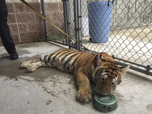 A young female tiger lays in a pen of the Conroe Police Department after being found with leash and collar, wandering a local street, in Conroe, Texas  April 21, 2016. (Photo by Reuters/Conroe Police Department)