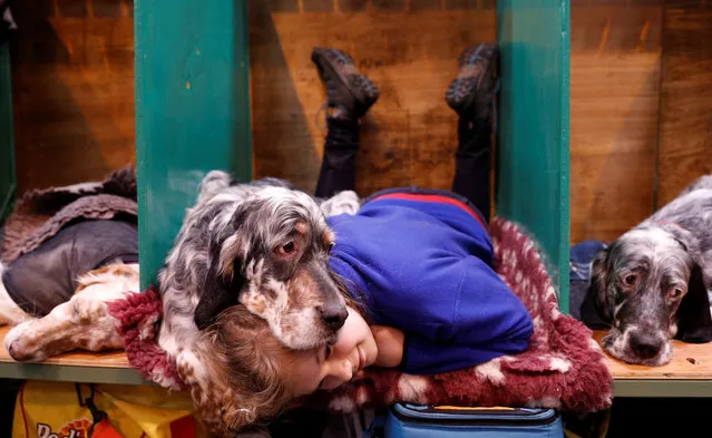 Katie McCloughlin lies with Topsy, her English Setter, during the third day of the Crufts Dog Show in Birmingham, Britain March 11, 2017. (Photo by Darren Staples/Reuters)