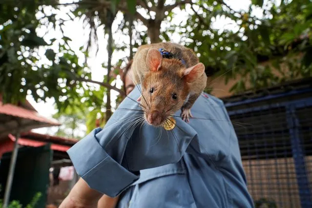 Magawa, the recently retired mine detection rat, plays with his former handler So Malen at the APOPO Visitor Center in Siem Reap, Cambodia, June 10, 2021. (Photo by Cindy Liu/Reuters)