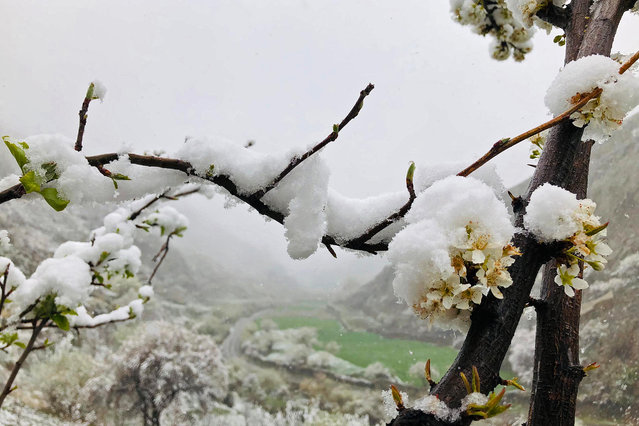 A branch of the Plum tree is seen covered in the fresh snow during mid-spring at Keraman valley in the Dara district of Panjshir province on April 29, 2024. (Photo by AFP Photo/Stringer)