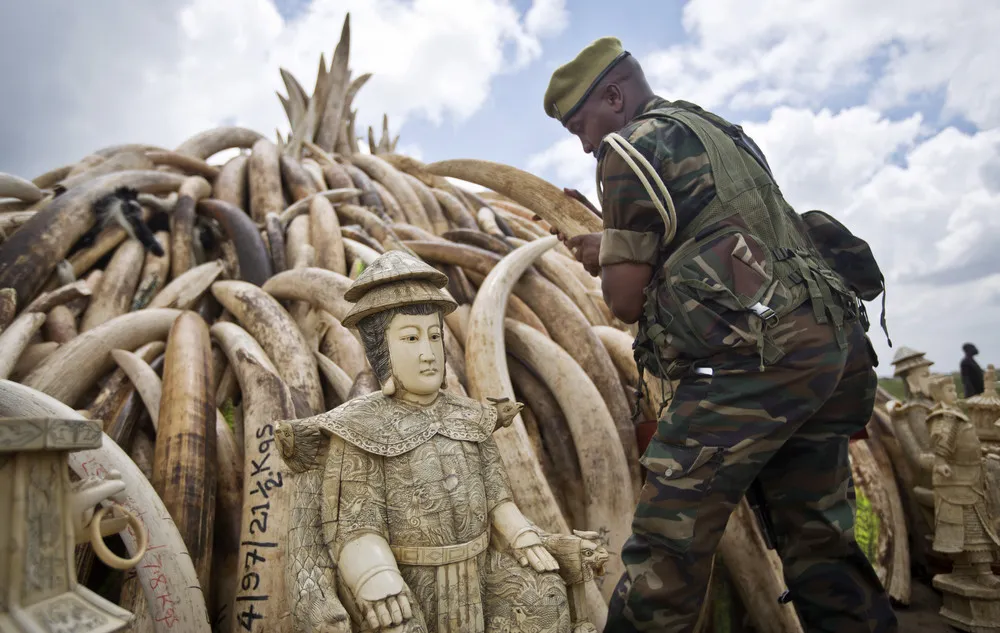Massive Burn of Ivory in Kenya
