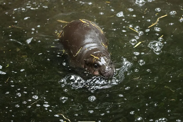 Taronga's yet to be named Pygmy Hippo on display for the first time swims at Taronga Zoo on March 17, 2017 in Sydney, Australia. Born on 21 February 2017, the calf is the first Pygmy Hippo born at Taronga since 2010. With less than 3000 remaining in the wild, Pygmy Hippos are an endangered species. (Photo by Mark Kolbe/Getty Images)