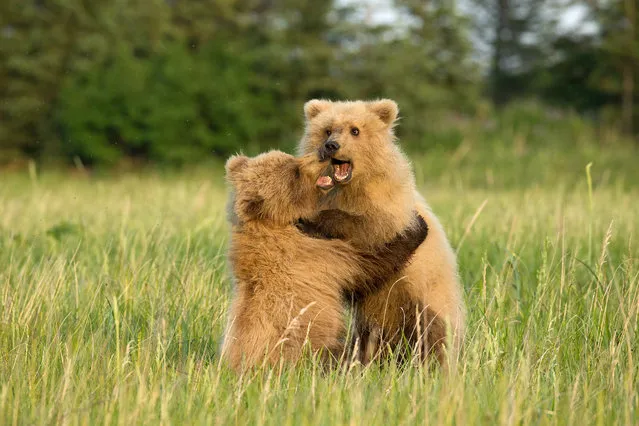 The cubs battle it out on June, 19, 2015, in Lake Clark, Alaska. Playful bear cubs lock paws and show their teeth during a harmless scrap in the grass. The young animals were spotted wrestling for roughly five minutes in Lake Clark, Alaska, by amateur photographer Greg Morgan. The US state has the highest amount of brown bears in the US, and is home to roughly 98% of the country's entire population of the species. (Photo by Greg Morgan/Barcroft Media)