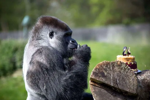 Ambam, the largest and most famous western lowland gorilla at Port Lympne Wild Animal Park, UK, has been celebrating his 24th birthday, on April 15, 2014. Ambam became famous when his “gorilla walks like a man” videos went viral in 2011 with more than 5.9 million hits. The gorilla, who weighs in at 220 kg, has the ability to stand fully erect, which is uncommon among his species. (Photo by London News Pictures/Rex Features/SIPA Press)