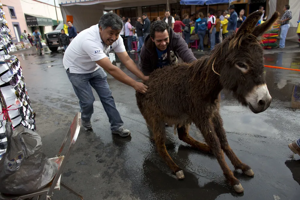 Donkey Festival in Mexico.
