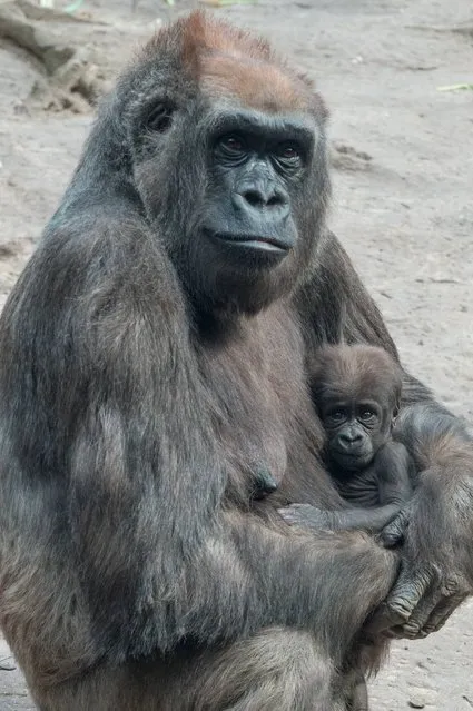 In this photo taken on April 11, 2014, and provided by the Wildlife Conservation Society , on April 24, 2014, “Tutti”, a female Western Lowland gorilla holds her baby at the Bronx Zoo Congo Gorilla Forest in New York. With the addition of two new baby gorillas recently born at the zoo, the Bronx Zoo's Congo Gorilla Forest is now home to 20 gorillas. (Photo by Julie Larsen Maher/AP Photo/WCS)