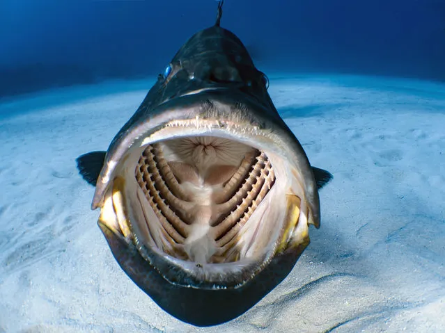 A grouper fish spotted on a shallow reef of the coast of West End, Bahamas in the caribbean ocean. (Photo by Shawn Murphy/Caters News Agency)