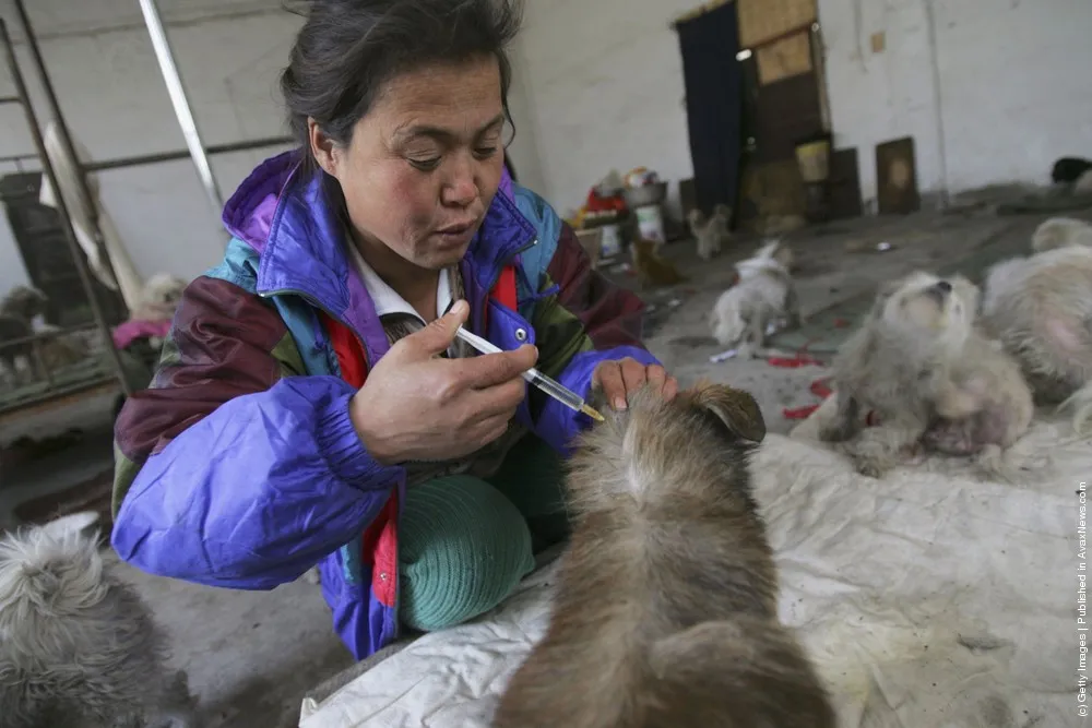 Animal Lover Dai Shuqing