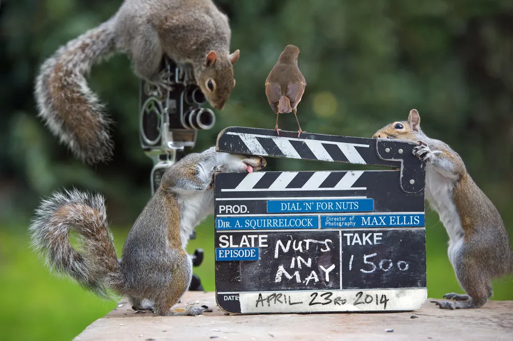 Curious Squirrels by Photographer Max Ellis