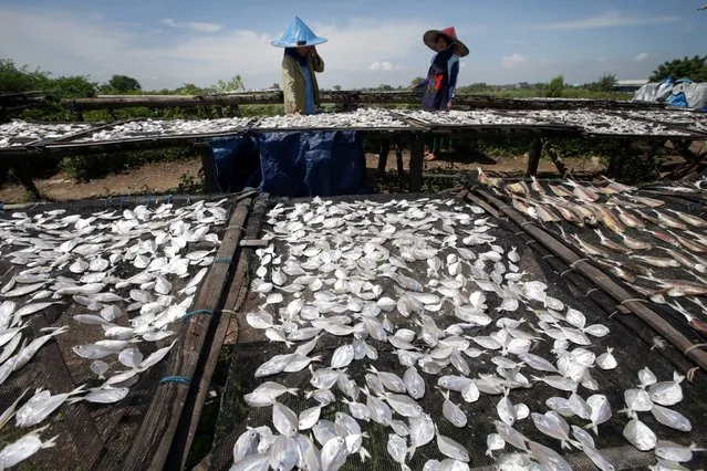 Indonesian women dry salt fish in Tanggerang, Banten, Indonesia, 06 May 2016. According to the Indonesian Central Bank, Indonesia's inflation rate is still relatively high among the ASEAN countries. Indonesian inflation rate recorded at 0.19 percent in March and the year-on-year inflation stand at 4.45 percent, Central Statistics Agency (BPS) said. (Photo by Bagus Indahono/EPA)