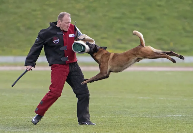 A helper competes with dog “Charlie of Greydon” of owner Zsolt Erdei, Jersey, during the IPO competition at the Belgian Shepherd World Championships in Halle (Saale), Germany, Thursday, April 27, 2017. IPO is a three part sport which includes tracking, obedience and protection phases. Dog sportsmen from 40 countries take part at the six different competitions until April 30, 2017. (Photo by Jens Meyer/AP Photo)