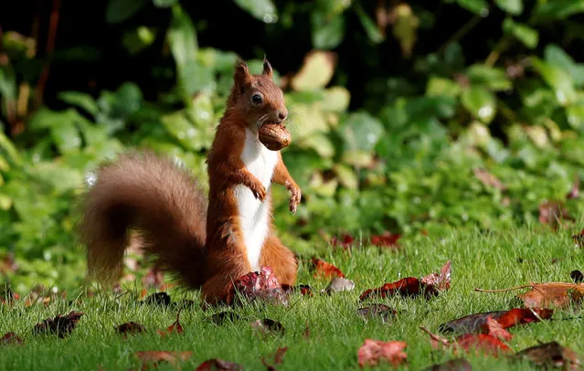 A red squirrel stockpiles walnuts in Pitlochry, Scotland, Britain on October 8, 2019. (Photo by Russell Cheyne/Reuters)