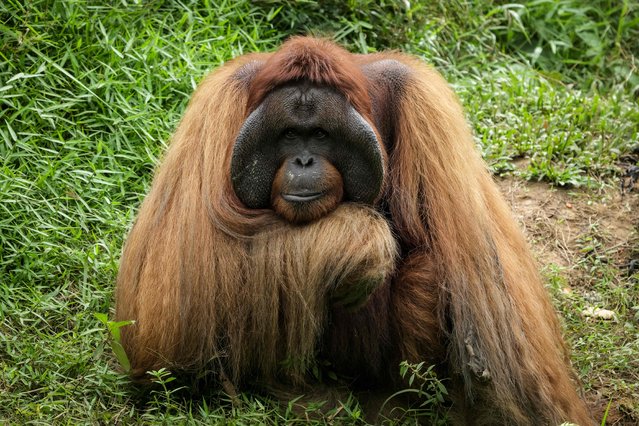 Bujang, a 35-year-old male orangutan rescued from a circus in Sumatra, waits for food on a sanctuary island surrounded by a river where non-releasable orangutans are protected for life at the Samboja Lestari Orangutan Rehabilitation Center run by the non-profit Borneo Orangutan Survival (BOS) Foundation in Samboja, East Kalimantan, on July 12, 2024. (Photo by Yasuyoshi Chiba/AFP Photo)