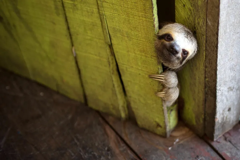 The Week in Pictures: Animals, May 17 – May 24, 2014