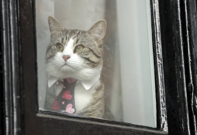 A cat dressed in a collar and tie looks out from a window of the Ecuadorian embassy in London, Friday May 19, 2017. Sweden's top prosecutor says she is dropping an investigation into a rape claim against WikiLeaks founder Julian Assange after almost seven years. (Photo by Matt Dunham/AP Photo)
