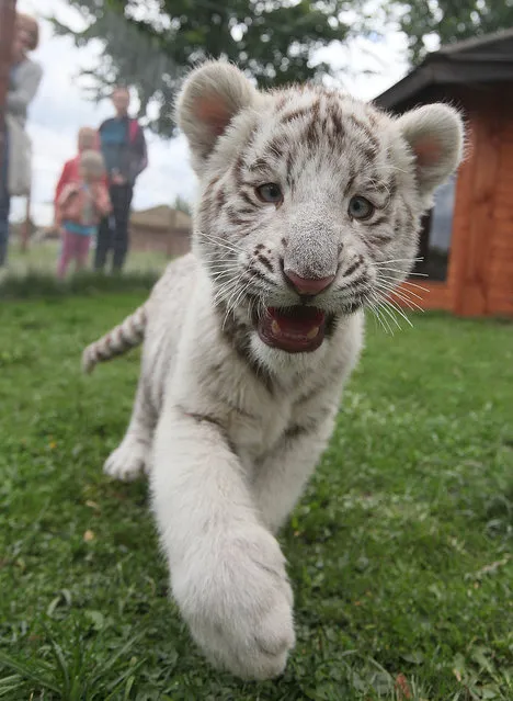People watch three-months-old white Bengal tiger in the enclosure at a private zoo in Borysew, Poland, on Sunday, July 26, 2015. They were rejected by their mother after birth and have been bottle-fed by the zoo staff. (Photo by Czarek Sokolowski/AP Photo)