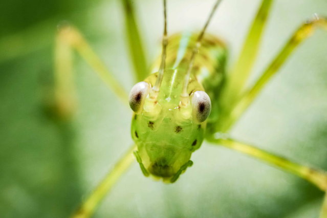 A grasshopper, east of San José, Costa Rica, 05 June 2023. The UNESCO office in Central America urged the region on 05 Juneto value its rich diversity and to work to restore the links between humans and nature, as well as to take actions to protect species and ecosystems. According to various studies, Central America is home to between 5% and 12% of the world's biodiversity, but it is also one of the world's most vulnerable areas to climate change and natural disasters. The World marks Environment Day on 05 June. (Photo by Jeffrey Arguedas/EPA)