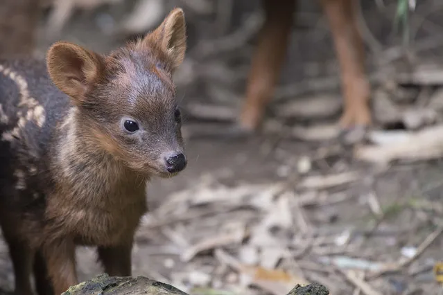 A southern pudu fawn (Pudu puda) – the world's smallest deer species – was born at the WCS's (Wildlife Conservation Society) Queens Zoo. The Queens Zoo has seen substantial success with its pudu breeding program in recent years, having produced four fawns in the last five years. Pudu have some interesting behavioral adaptations for a deer species. They bark when they sense danger, and when chased, they run in a zig-zag pattern to escape predators. The fawn was born on May 17 and is male. The white spots, characteristic to newborns of many deer species, will fade and disappear as the fawn gets older. He will grow quickly, but will only be approximately 12-14 inches tall as an adult. (Photo by Julie Larsen Maher/WCS/UPI/Barcroft Images)