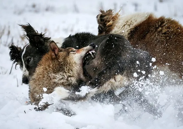 A wolf bites a wolfhound as he is attacked by dogs during a hunting contest outside Almaty, Kazakhstan on December 21, 2019. (Photo by Pavel Mikheyev/Reuters)