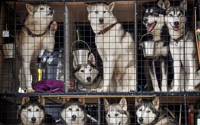 Siberian Huskys sit in cages at Feshiebridge ahead of the Siberian Husky Club of Great Britain 37th Aviemore Sled Dog Rally on January 21, 2020 in Aviemore, Scotland. Since 1984, mushers from across the UK have gathered in the forests around Aviemore for the biggest event in the British sled dog racing calendar, The Siberian Husky Club of Great Britain Aviemore Sled Dog Rally. (Photo by Jeff J. Mitchell/Getty Images)