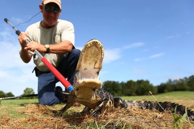 Alligator trapper Mark Whitmire prepares an alligator he caught in a lagoon on a golf course to relocate it to a more natural environment in Orlando, Florida, U.S., June 19, 2016. (Photo by Carlo Allegri/Reuters)