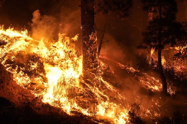 Trees are consumed by the Bridge Fire near Wrightwood, Calif., Wednesday, September 11, 2024. (Photo by Jae C. Hong/AP Photo)