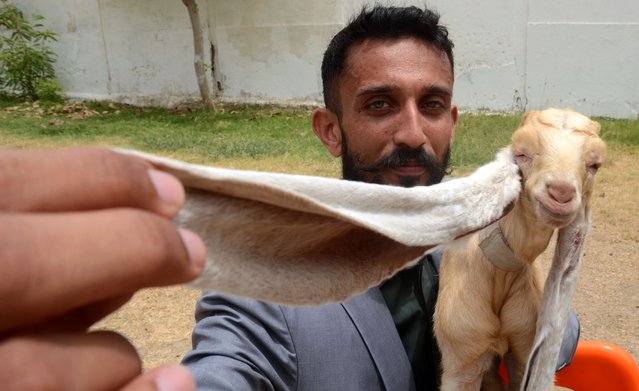 A baby goat named Simba, has the World's longest ears which are 48 cm, is seen with her owner in Karachi, Pakistan on June 16, 2022. (Photo by Yousuf Khan/Anadolu Agency via Getty Images)