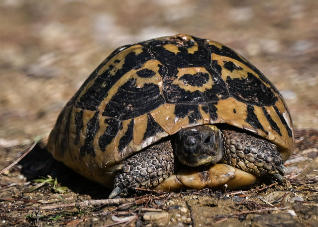 A Hermann’s tortoise explores the ruins of Gorica castle in Berat, Albania on September 20, 2024. (Photo by Artur Widak/NurPhoto/Rex Features/Shutterstock)