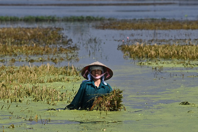 A farmer salvages their harvest from a flooded ricefield in Hanoi's Chuong My district on September 24, 2024. Serious flooding in central Vietnam has killed three people and forced more than 10,000 residents to evacuate their homes, disaster officials said on September 24. Earlier this month large swathes of the country's north were devastated by flooding in the wake of Typhoon Yagi, which left nearly 300 people dead and caused 1.6 billion USD worth of damage. (Photo by Nhac Nguyen/AFP Photo)