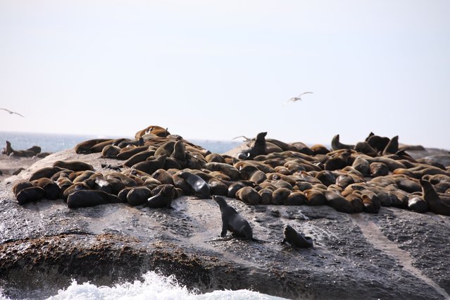 Brown fur seals (Arctocephalus pusillus), which are among the largest seal species with their brown fur and length of more than 2 meters, are seen in Cape Town, legislative capital of South Africa, on October 22, 2024. The outbreak of rabies in Cape fur seals living on the southern and southwestern coasts of Africa is the first known outbreak of rabies among marine mammals. According to a report published by the South African Department of Agriculture, Forestry and Fisheries in July, a total of 17 cases were detected on the coastline between Cape Town and Plettenberg Bay cities as of the end of July, and it was stated that this outbreak was the first rabies outbreak seen among marine mammals worldwide. (Photo by Murat Ozgur Guvendik /Anadolu via Getty Images)