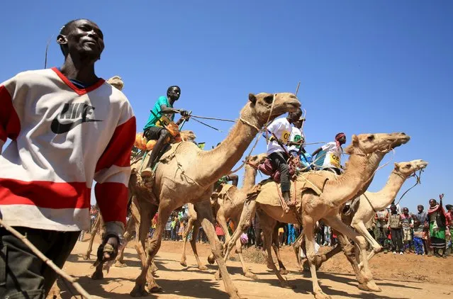 Competitors ride racing camels during the Maralal Camel Derby, Kenya, August 16, 2015. (Photo by Goran Tomasevic/Reuters)